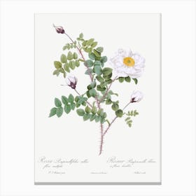Double White Burnet Rose, Pierre Joseph Redoute Canvas Print