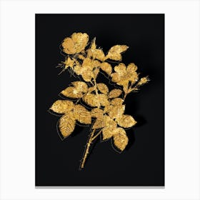 Vintage Short Styled Field Rose Botanical in Gold on Black n.0135 Canvas Print