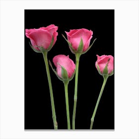 Pink Roses On Black Background Canvas Print