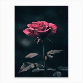 Dark Rose 99 Canvas Print