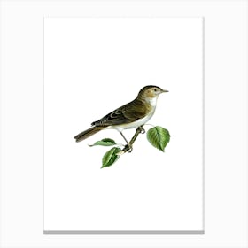 Vintage Garden Warbler Bird Illustration on Pure White n.0015 Canvas Print