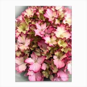 Pink Hydrangeas - Photography Canvas Print