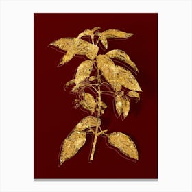 Vintage Chilean Wineberry Branch Botanical in Gold on Red n.0223 Canvas Print