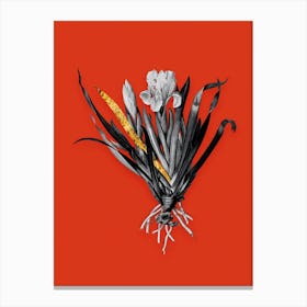 Vintage Crimean Iris Black and White Gold Leaf Floral Art on Tomato Red n.0496 Canvas Print