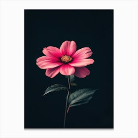 Pink Flower On Black Background 16 Canvas Print