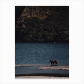 Bear On Lake Shore Canvas Print