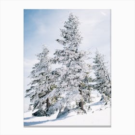 Fir Trees In Snow Canvas Print