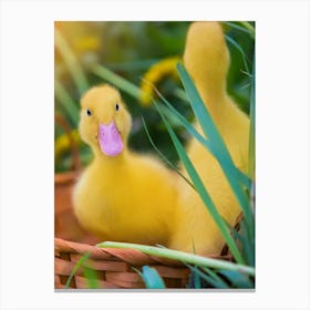 Ducklings In A Basket Canvas Print