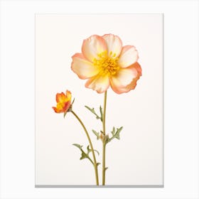 Pressed Flower Botanical Art Portulaca 1 Canvas Print