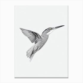 Green Heron B&W Pencil Drawing 2 Bird Canvas Print