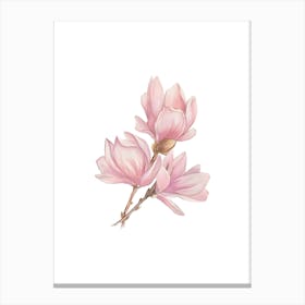 Magnolia Flower 1 Canvas Print