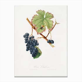 Barbera Grape (Vitis Vinifera) From Pomona Italiana (1817 - 1839), Giorgio Gallesio Canvas Print
