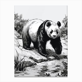 Giant Panda Standing On A Riverbank Ink Illustration 2 Canvas Print