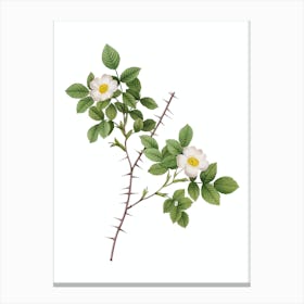 Vintage Spiny Leaf Rose of Dematra Botanical Illustration on Pure White n.0023 Canvas Print
