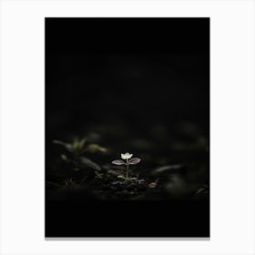 Single Flower In The Dark 79 Canvas Print