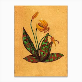 Trout Lily Country Wildflower Canvas Print