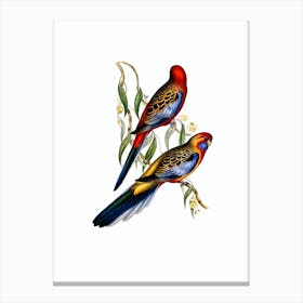Vintage Adelaide Parakeet Bird Illustration on Pure White n.0225 Canvas Print