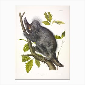 Canada Porcupine, John James Audubon Canvas Print