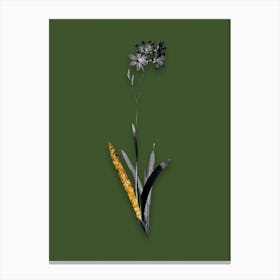 Vintage Corn Lily Black and White Gold Leaf Floral Art on Olive Green n.0730 Canvas Print