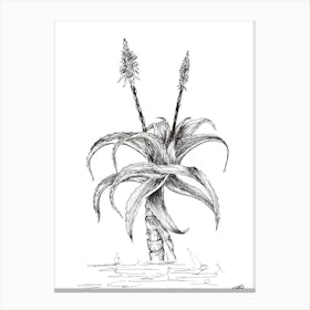 Black and White Aloe with Two Flowers Canvas Print