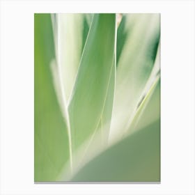 Soft Green Agave // Ibiza Nature Photography Canvas Print