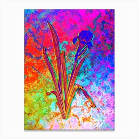 Crimean Iris Botanical in Acid Neon Pink Green and Blue n.0099 Canvas Print