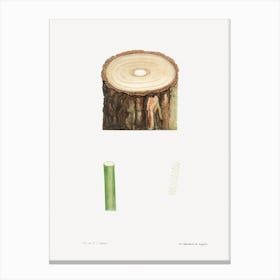 Tree Stump And Plant Stem, Pierre Joseph Redoute Canvas Print