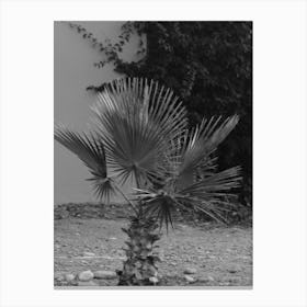 Palm Tree In Black And White Canvas Print