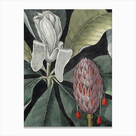 Vintage Catesby 1 Magnolia Amplissimo Canvas Print