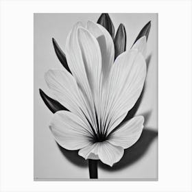 Crocus B&W Pencil 1 Flower Canvas Print