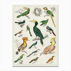 Collection Of Various Birds, Oliver Goldsmith     Canvas Print