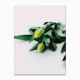 Tulips In The Snow Canvas Print