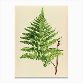 Vintage Illustration Leatherleaf Fern 3 Canvas Print