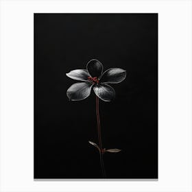 Black Flower 1 Canvas Print