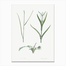 Plant Stem, Pierre Joseph Redoute Canvas Print