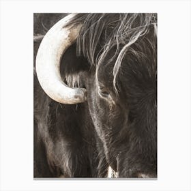 Black Bull With Horns Canvas Print