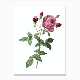 Vintage Provence Rose Botanical Illustration on Pure White 1 Canvas Print