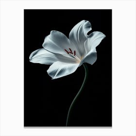 White Lily Canvas Print