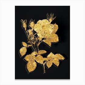 Vintage White Rose of York Botanical in Gold on Black Canvas Print