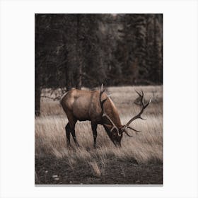 Arizona Elk Scenery Canvas Print