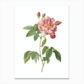 Vintage Variegated French Rosebush Botanical Illustration on Pure White n.0927 Canvas Print