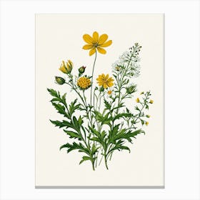 Vintage Botanical Galleria Style Wildflower Painting 20 Canvas Print