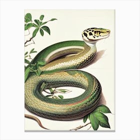 Sumatran Pit Viper Snake 1 Vintage Canvas Print