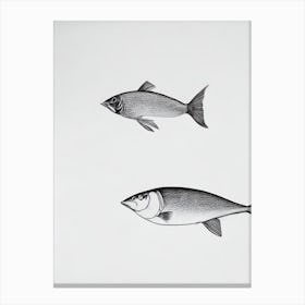 Flying Fish Black & White Drawing Canvas Print