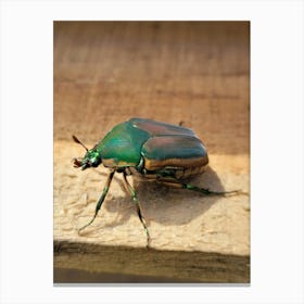 Beetle Canvas Print