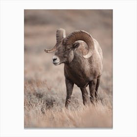 Western Sheep Canvas Print