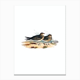 Vintage Oriental Pratincole Bird Illustration on Pure White Canvas Print