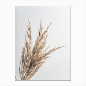 Dry Grass Canvas Print