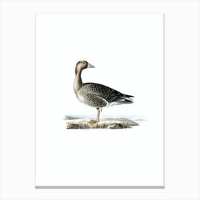 Vintage Greater White Fronted Goose Bird Illustration on Pure White n.0010 Canvas Print