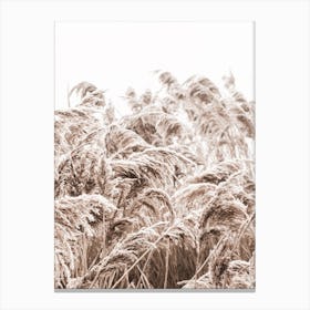 Golden Grass I Canvas Print